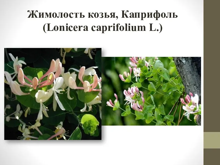 Жимолость козья, Каприфоль (Lonicera caprifolium L.)