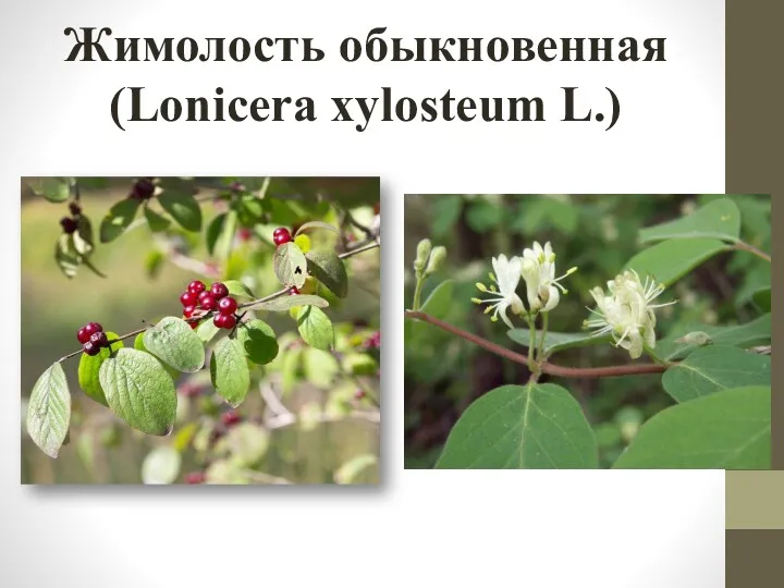Жимолость обыкновенная (Lonicera xylosteum L.)