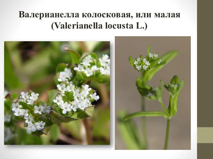 Валерианелла колосковая, или малая (Valerianella locusta L.)