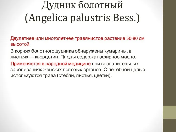 Дудник болотный (Angelica palustris Bess.) Двулетнее или многолетнее травянистое растение