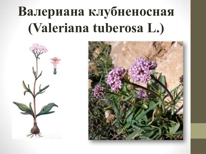 Валериана клубненосная (Valeriana tuberosa L.)