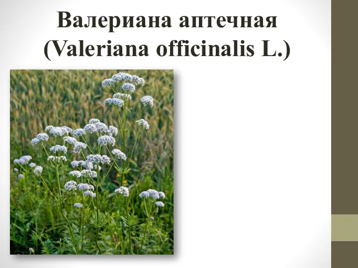 Валериана аптечная (Valeriana officinalis L.)