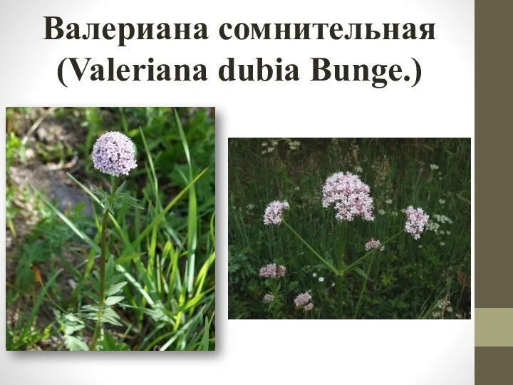 Валериана сомнительная (Valeriana dubia Bunge.)