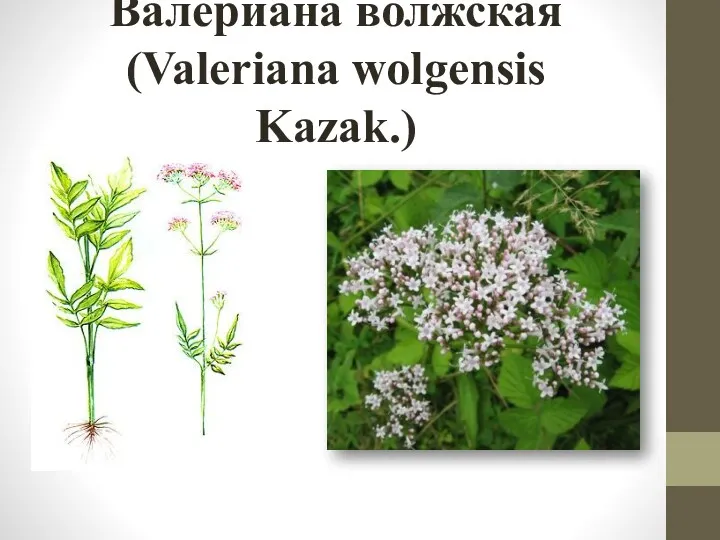 Валериана волжская (Valeriana wolgensis Kazak.)