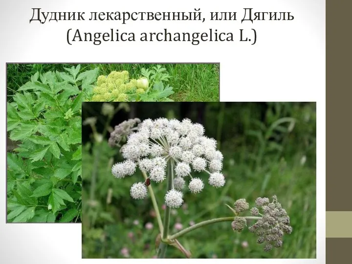Дудник лекарственный, или Дягиль (Angelica archangelica L.)