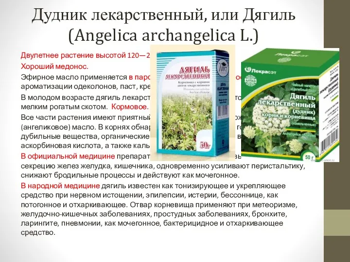 Дудник лекарственный, или Дягиль (Angelica archangelica L.) Двулетнее растение высотой