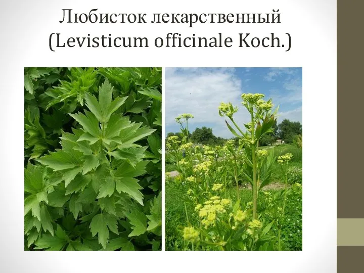Любисток лекарственный (Levisticum officinale Koch.)