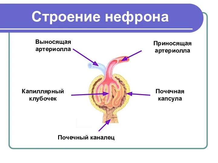 Строение нефрона Приносящая артериолла Выносящая артериолла Почечная капсула Капиллярный клубочек Почечный каналец