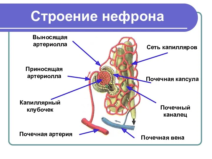 Строение нефрона Приносящая артериолла Выносящая артериолла Почечная капсула Капиллярный клубочек