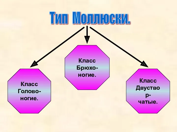 Класс Двуствор- чатые. Тип Моллюски. Класс Голово- ногие. Класс Брюхо- ногие.