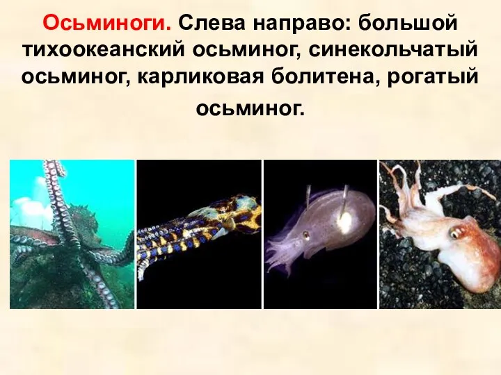 Осьминоги. Слева направо: большой тихоокеанский осьминог, синекольчатый осьминог, карликовая болитена, рогатый осьминог.