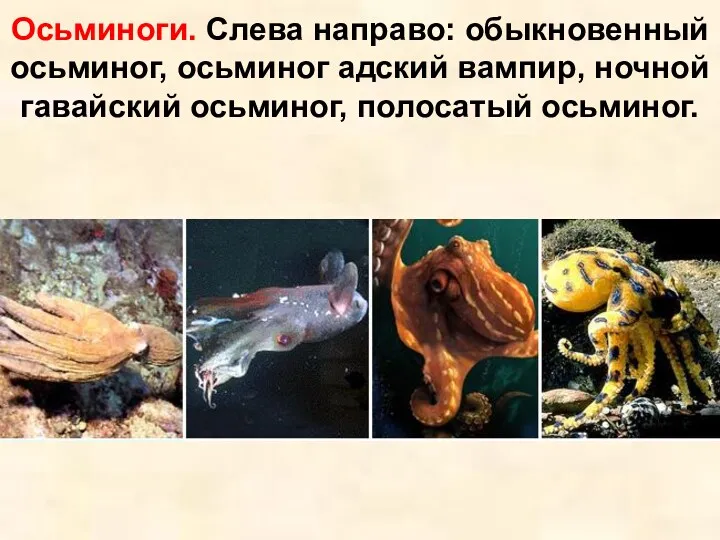 Осьминоги. Слева направо: обыкновенный осьминог, осьминог адский вампир, ночной гавайский осьминог, полосатый осьминог.