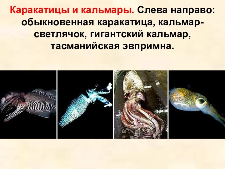 Каракатицы и кальмары. Слева направо: обыкновенная каракатица, кальмар-светлячок, гигантский кальмар, тасманийская эвпримна.