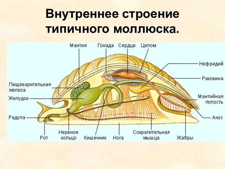 Внутреннее строение типичного моллюска.