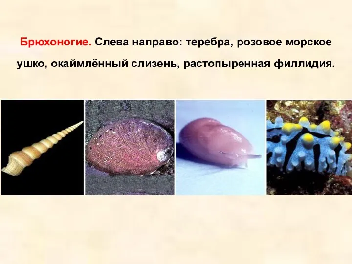 Брюхоногие. Слева направо: теребра, розовое морское ушко, окаймлённый слизень, растопыренная филлидия.