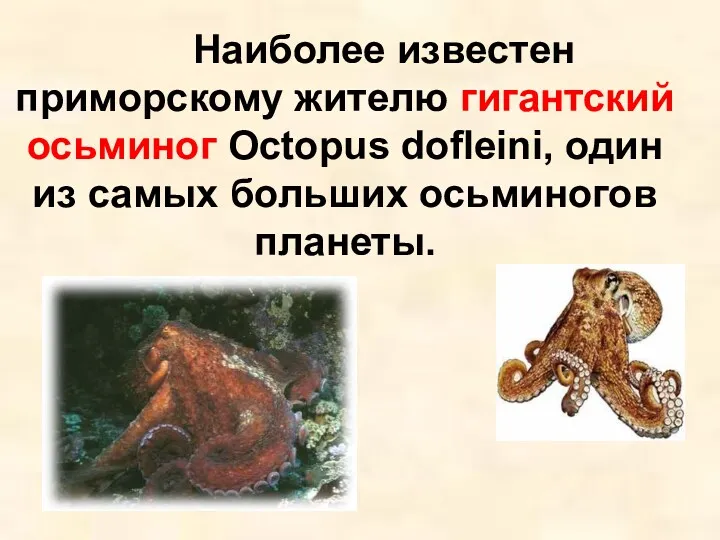 Наиболее известен приморскому жителю гигантский осьминог Octopus dofleini, один из самых больших осьминогов планеты.