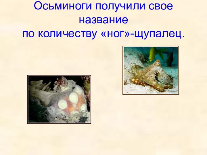 Осьминоги получили свое название по количеству «ног»-щупалец.