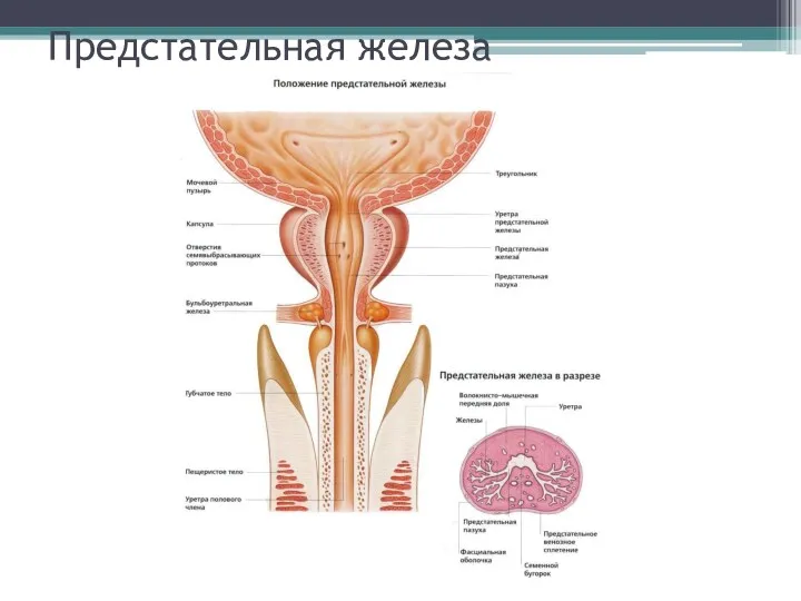 Предстательная железа