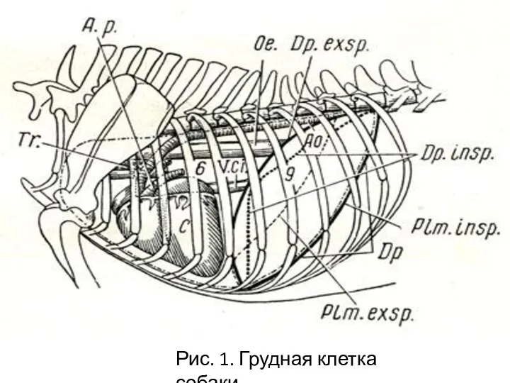 Рис. 1. Грудная клетка собаки