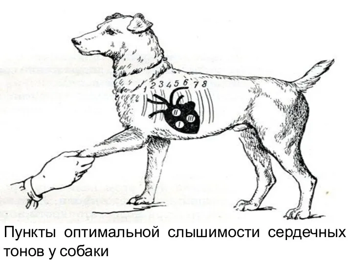 Пункты оптимальной слышимости сердечных тонов у собаки