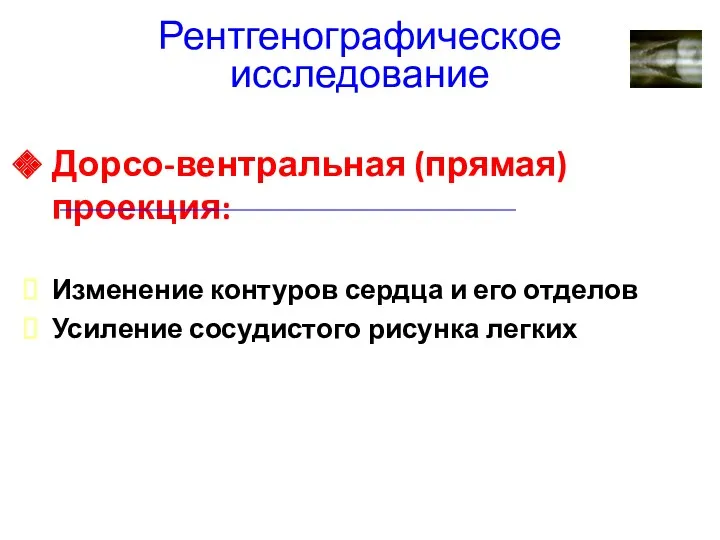 Рентгенографическое исследование Дорсо-вентральная (прямая) проекция: Изменение контуров сердца и его отделов Усиление сосудистого рисунка легких