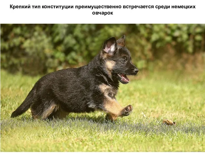 Крепкий тип конституции преимущественно встречается среди немецких овчарок