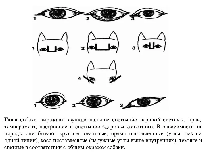 Глаза собаки выражают функциональное состояние нервной системы, нрав, темперамент, настроение