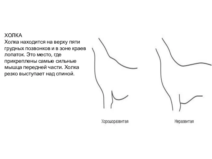 ХОЛКА Холка находится на верху пяти грудных позвонков и в