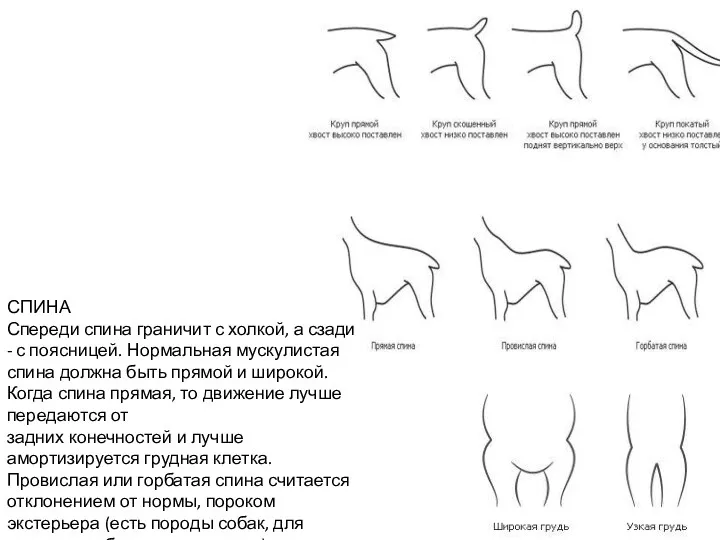 СПИНА Спереди спина граничит с холкой, а сзади - с