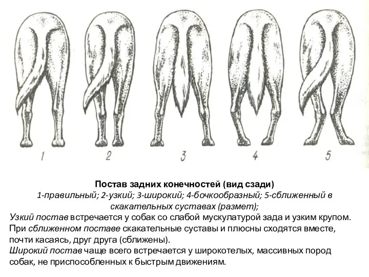 Постав задних конечностей (вид сзади) 1-правильный; 2-узкий; 3-широкий; 4-бочкообразный; 5-сближенный