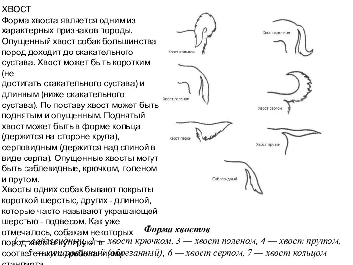 Форма хвостов 1 — саблевидный, 2 — хвост крючком, 3