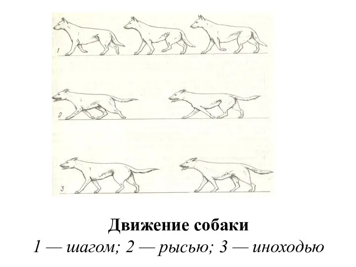 Движение собаки 1 — шагом; 2 — рысью; 3 — иноходью