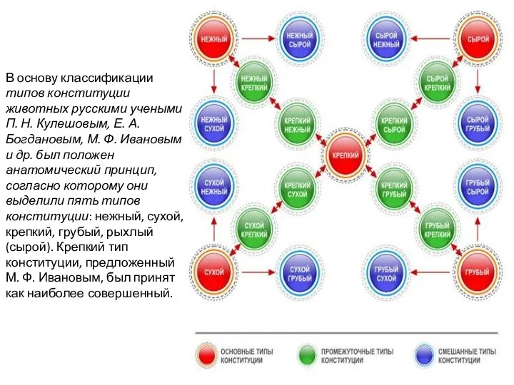 В основу классификации типов конституции животных русскими учеными П. Н.