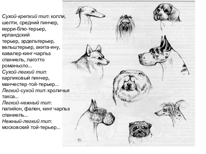 Сухой-крепкий тип: колли, шелти, средний пинчер, керри-блю-терьер, ирландский терьер, эрдельтерьер,