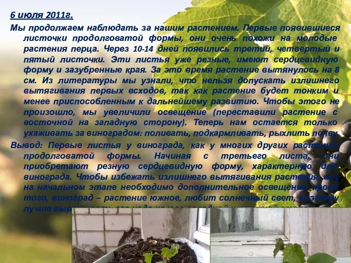 6 июля 2011г. Мы продолжаем наблюдать за нашим растением. Первые