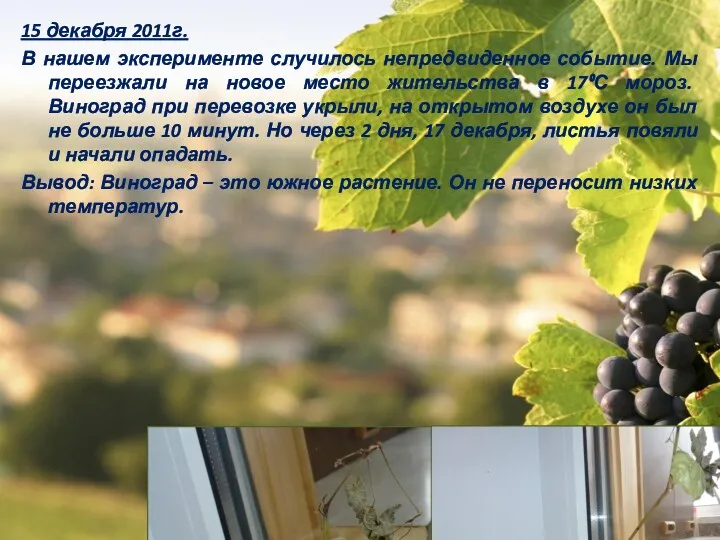 15 декабря 2011г. В нашем эксперименте случилось непредвиденное событие. Мы