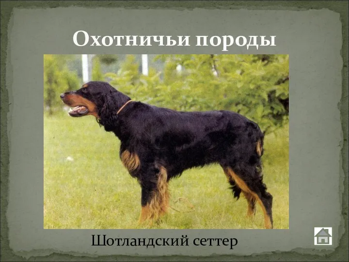 Охотничьи породы Шотландский сеттер