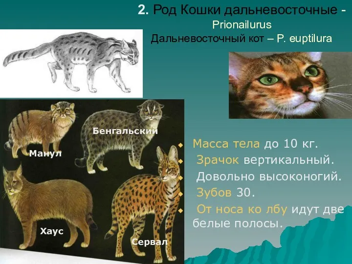 2. Род Кошки дальневосточные - Prionailurus Дальневосточный кот – P.