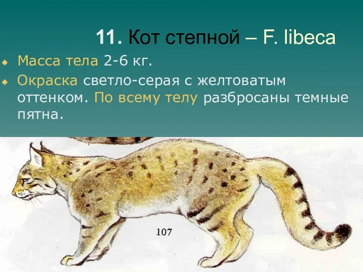 11. Кот степной – F. libeca Масса тела 2-6 кг.