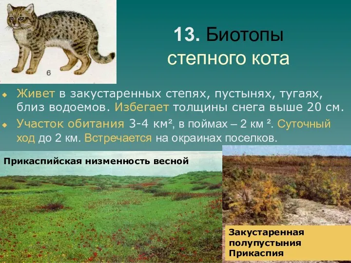 13. Биотопы степного кота Живет в закустаренных степях, пустынях, тугаях,