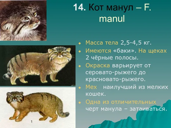 14. Кот манул – F. manul Масса тела 2,5-4,5 кг.
