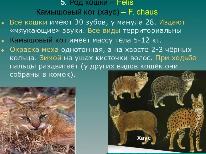 5. Род кошки – Felis Камышовый кот (хаус) – F.