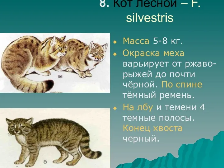 8. Кот лесной – F. silvestris Масса 5-8 кг. Окраска