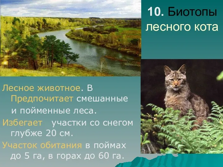 10. Биотопы лесного кота Лесное животное. В Предпочитает смешанные и