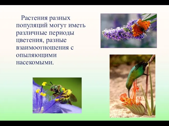 Растения разных популяций могут иметь различные периоды цветения, разные взаимоотношения с опыляющими насекомыми.