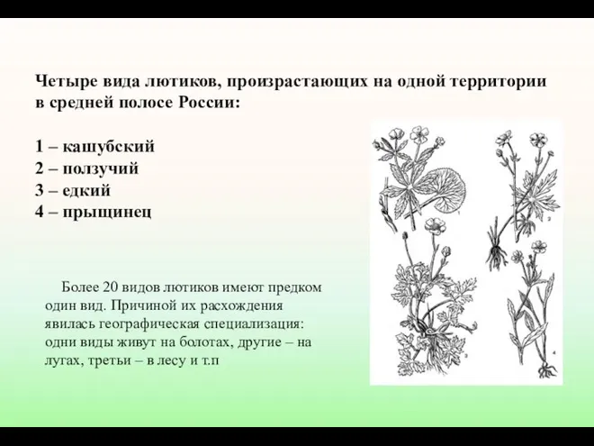Четыре вида лютиков, произрастающих на одной территории в средней полосе России: 1 –