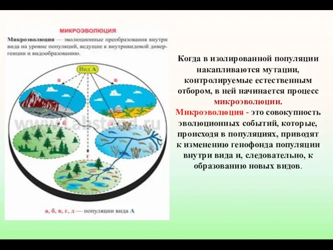 Когда в изолированной популяции накапливаются мутации, контролируемые естественным отбором, в