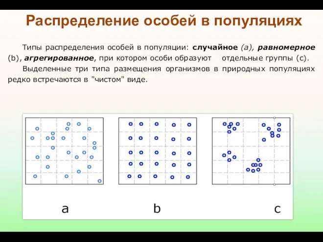 Типы распределения особей в популяции: случайное (а), равномерное (b), агрегированное, при котором особи