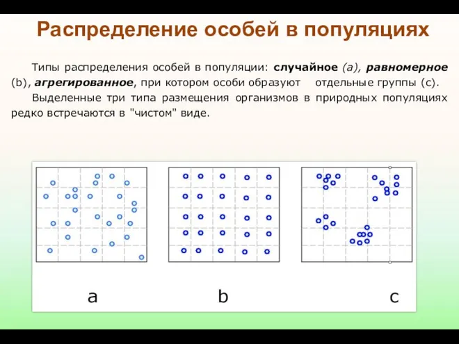 Типы распределения особей в популяции: случайное (а), равномерное (b), агрегированное,