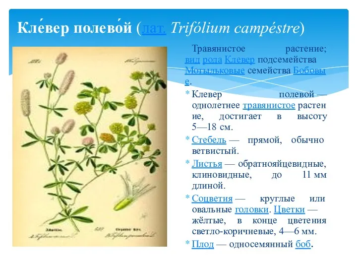 Кле́вер полево́й (лат. Trifólium campéstre) Травянистое растение; вид рода Клевер